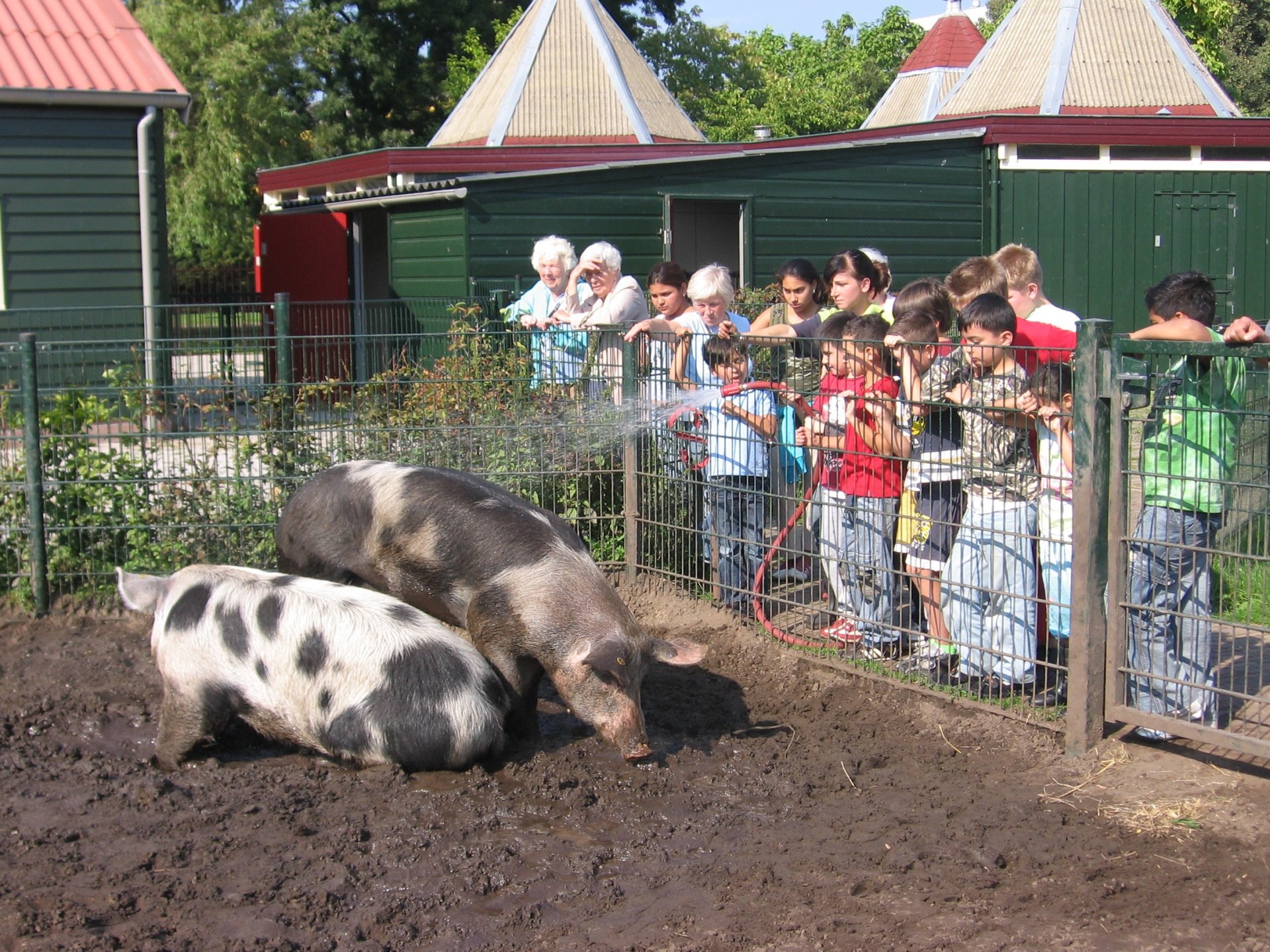 Kinderen bij varkens in Stadsboerderij Gagelsteede.