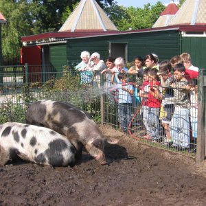 Kinderen bij varkens op stadsboerderij Gagelsteede