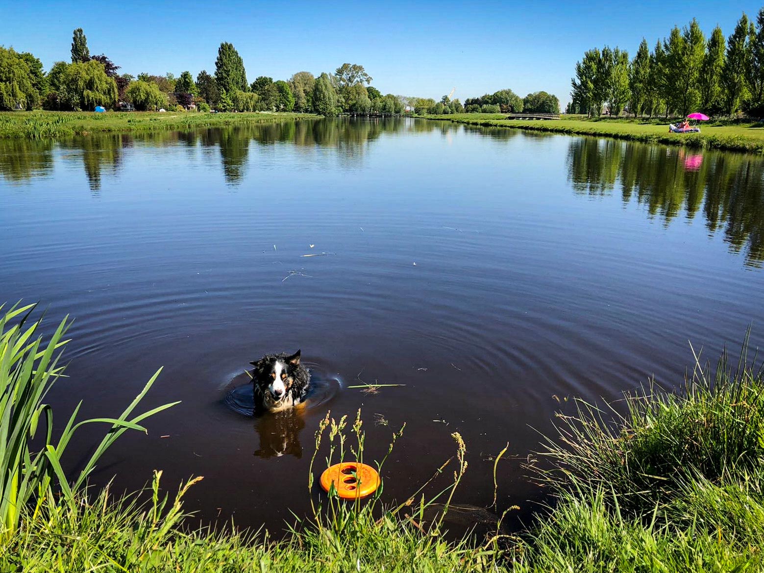 Hond zwemt in Noorderpark Ruigenhoek