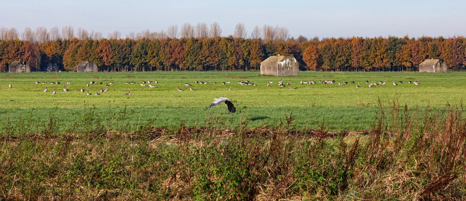 ganzen in het gras met in de achtergrond bunkers in Noorderpark Ruigenhoek