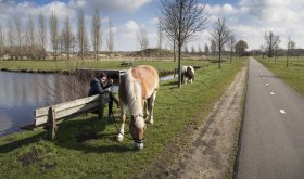 Paardrijden in Noorderpark Ruigenhoek