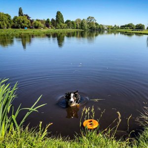 waterpartij in Noorderpark Ruigenhoek, met daarin een hond en zijn gele frisbee