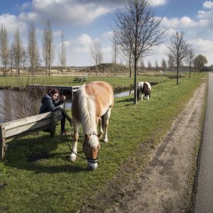Een vrouw zit op een bankje en laat haar paard grazen